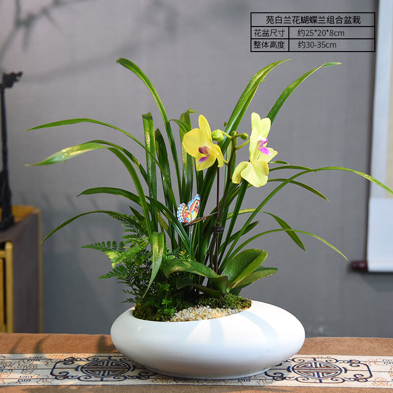 clcey兰花盆栽蝴蝶兰组合盆景观赏花卉室内办公植物桌面美观绿植送