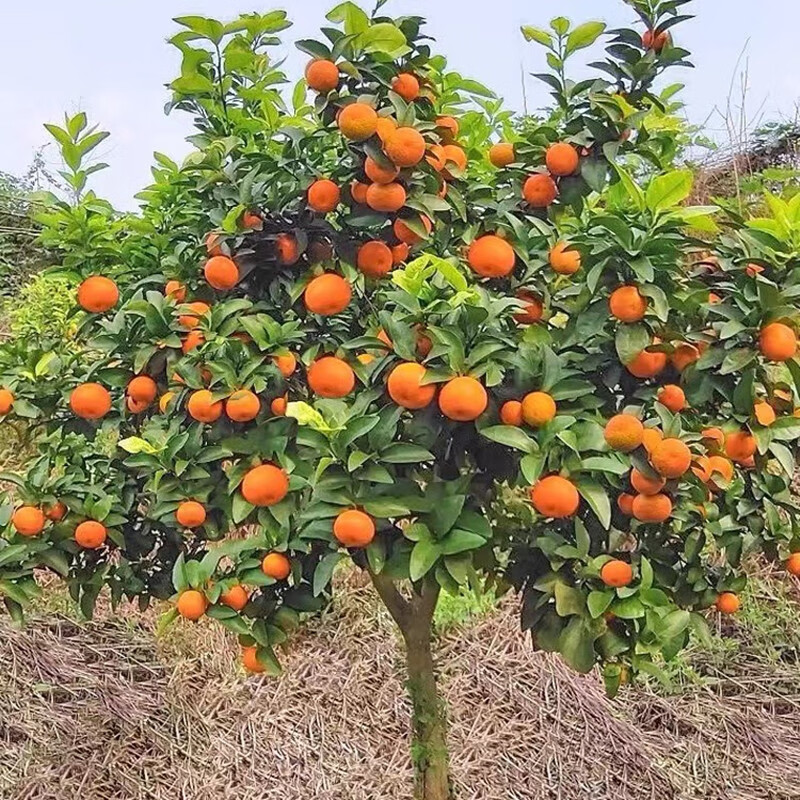 凝慧橘子樹砂糖橘樹苗庭院花園地栽特大果樹苗陽(yáng)臺(tái)盆栽蜜橘苗 砂糖橘6公分粗