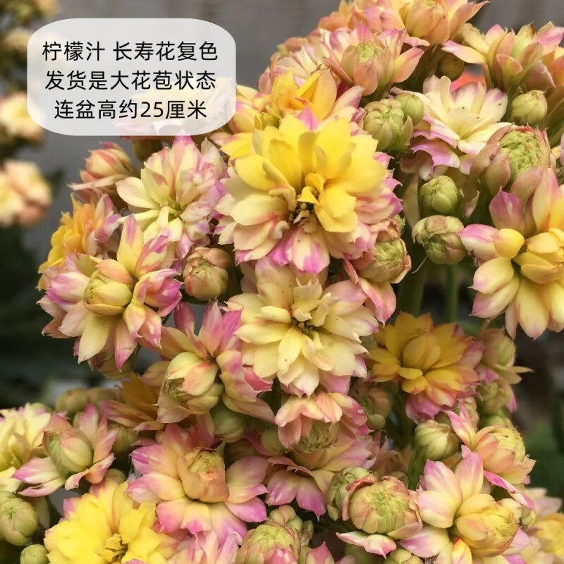 clcey新品长寿花蟠桃柠檬水果糖大花重瓣带花苞室内开花多肉盆栽带