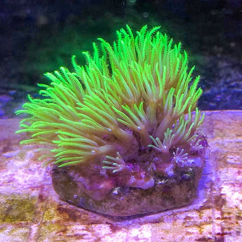 hitf荧光绿草皮珊瑚 北海绿草皮日本草皮lps软体人工草皮珊瑚生物