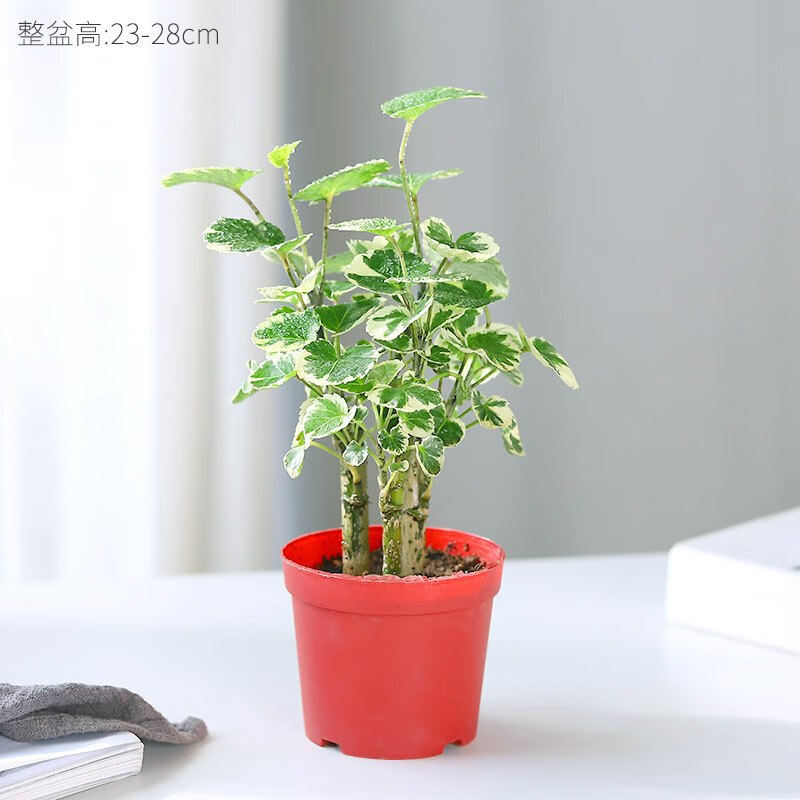 星派果圆叶福禄桐金钱兜盆栽室内钱多多小树苗招财室绿植好养活 金边