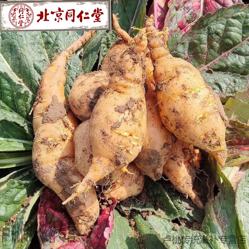 北京同仁堂【40%25回購率】正宗鮮生地黃新鮮現(xiàn)挖懷地黃地髓地黃原產(chǎn)地農(nóng)家 1斤鮮地黃【8-15個】 五斤