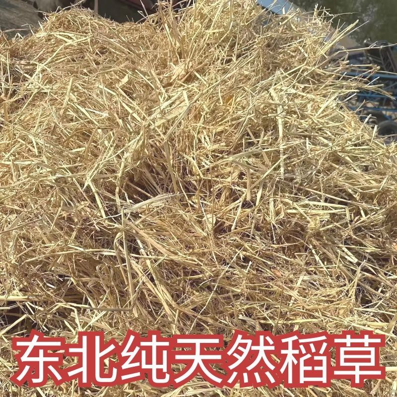 稻草垫窝保暖干净干燥东北新稻草纤维草窝兔子床垫普通稻草保温 1斤干