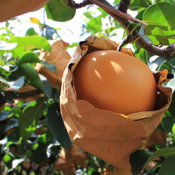 莱阳秋月梨正宗山东产地直发脆甜多汁头茬大果好吃不贵 带箱三斤(2-6