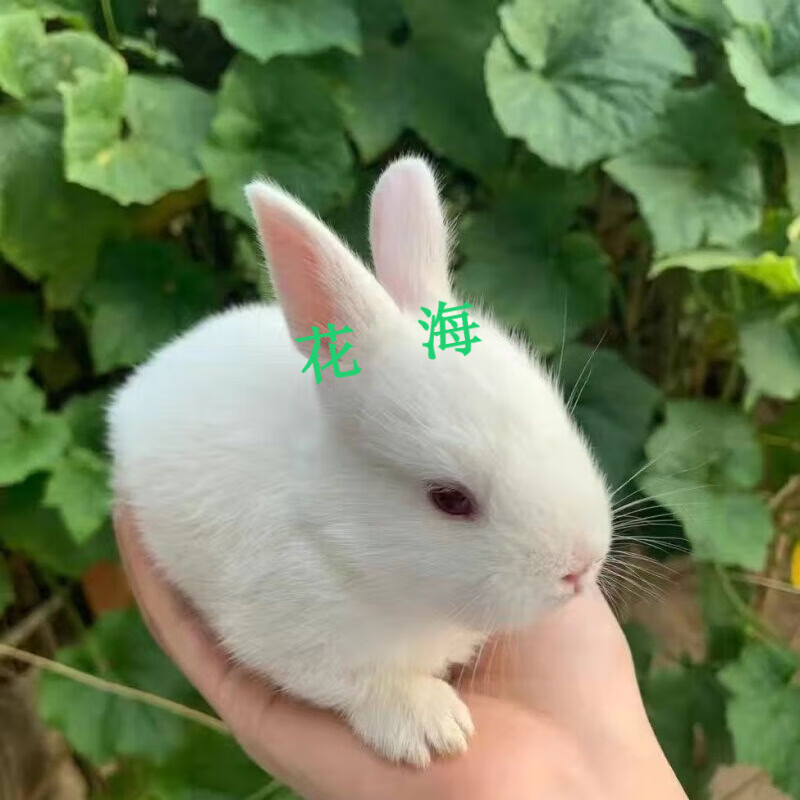 采缇垂耳兔活物活体小兔子侏儒兔迷你长不大小型公主熊猫兔垂耳小白兔