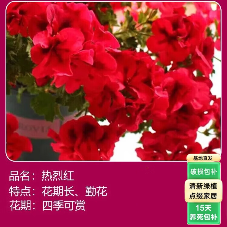 森岳重瓣天竺葵盆栽花苗大花四季开花不断洋绣球苗室内阳台好养的花卉