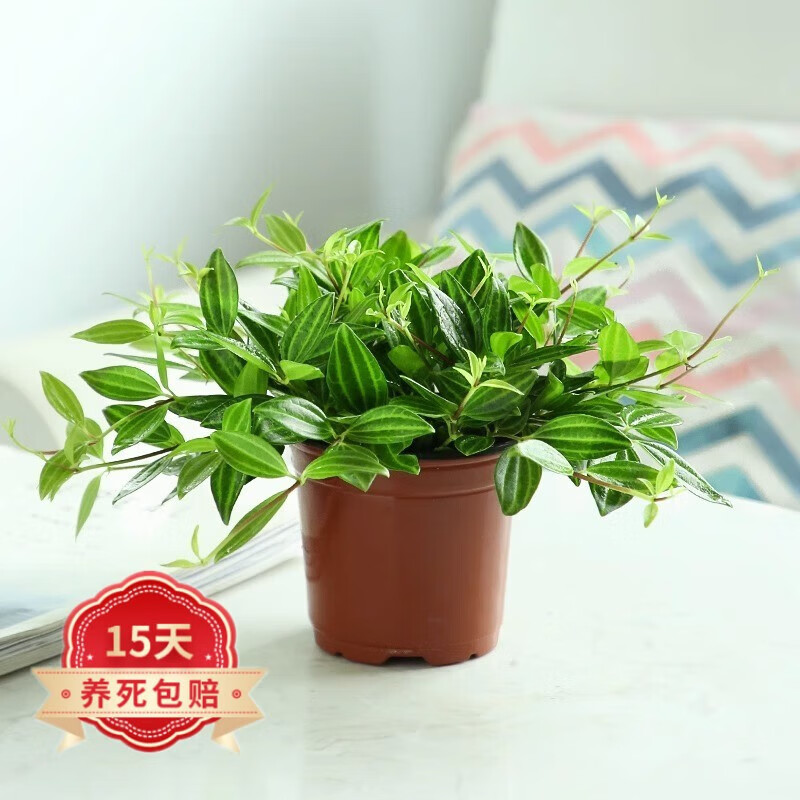 沭之美钻石翡翠吊兰室内植物家中电视柜旁边绿植好养活四季常青 钻石