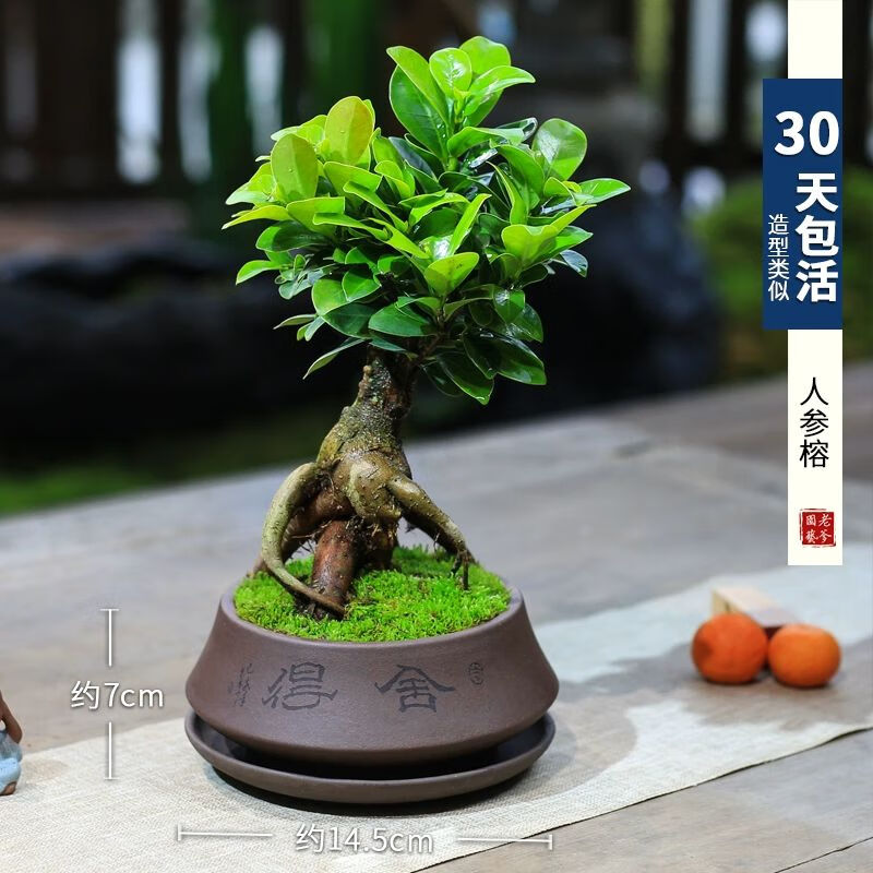 漾姿小叶榕树室内常青盆栽绿植人参榕造型树桩盆景桌面好养观叶小植物