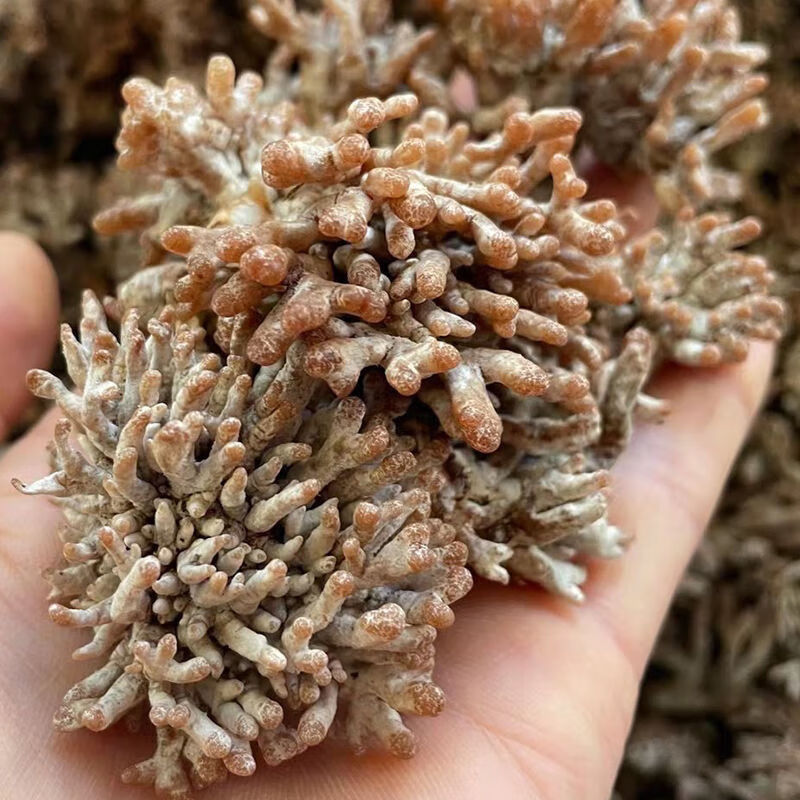 望蓝川福建武夷山特产新鲜龙爪菇猫爪菇鸡爪菇珊瑚菇老鼠爪特色食材