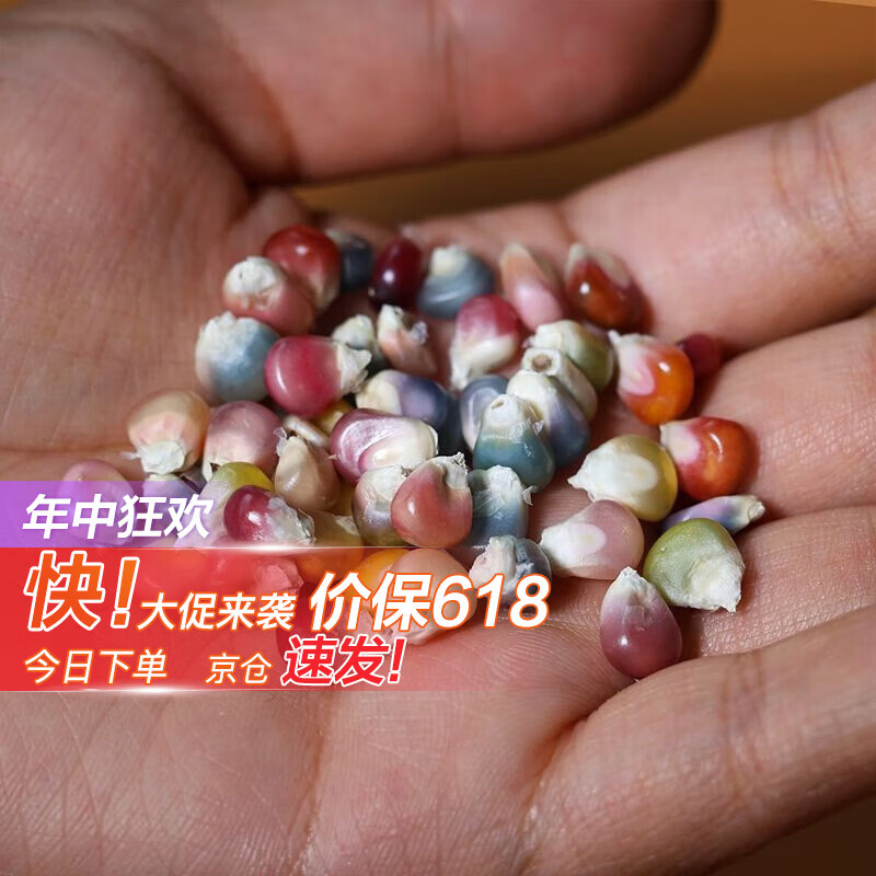 七彩宝石玉米种子60粒【i草莓玉米】