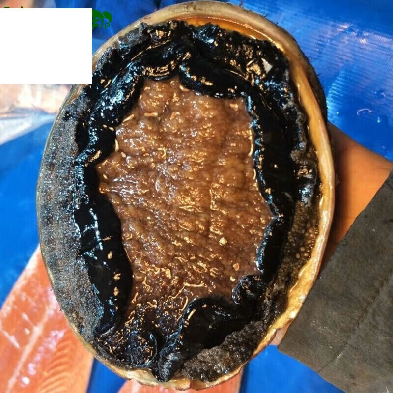 虎钢馋冷冻活冻澳洲鲍鱼鲜活澳鲍澳大利亚黑边鲍鱼新西兰黑金鲍鱼