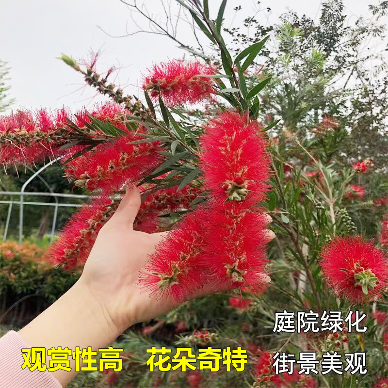 迈乐佳(maleejia)串钱柳树苗垂枝红千层苗金宝树红瓶刷红花树苗庭院