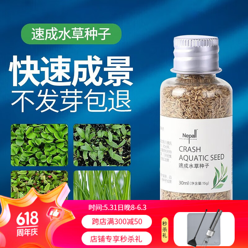 对叶水草泥真水草懒人水草种籽牛毛水草植物 爱情草15g(适用种植面积