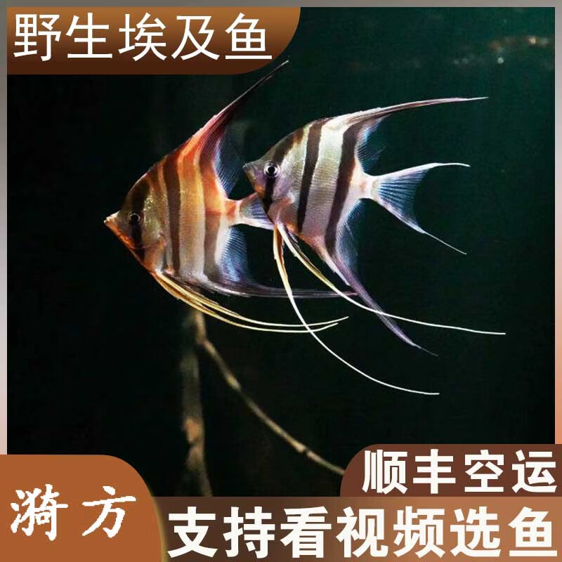 埃及神仙鱼活体野定水生委内瑞拉埃及哥伦比亚埃及鱼f1埃及神仙鱼