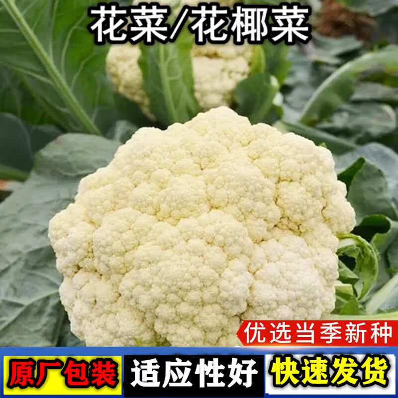 松花菜种子青梗花椰菜白花菜有机花菜种籽大全春季四蔬菜孑菜南方 花菜种子【1包 约300粒】