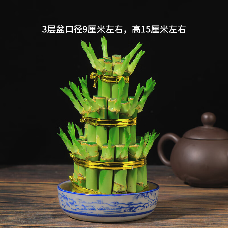 富贵竹塔节节高水培植物盆栽竹子观音竹发财转运宝塔竹桌面盆景 三层
