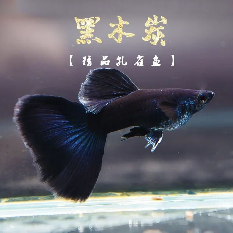 观赏小鱼杂袍便宜小鱼大尾巴礼服孔雀鱼冰蓝黑木炭孔雀鱼纯种孕母