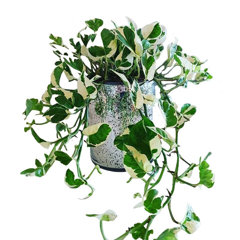 ���ڲ��������Ű׽��������������ˮ��ֲ�ﴹ������������ֲ�ļ���������ȩ���� 90#���׽��