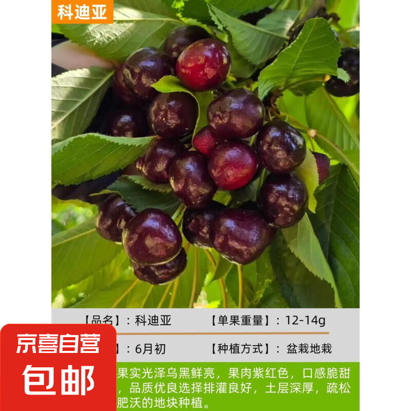 ���ڳ���������޽�ӣ�������Ϸ�������ֲ�ͺ�ͥԺ��̨�������� �Ƶ���6���硾��������