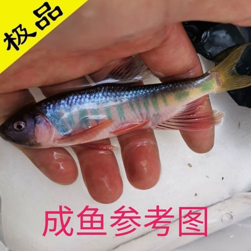 马口苗可食用桃花苗溪哥冷水苗原生可观赏放塘水库 雌雄混发2-3厘米