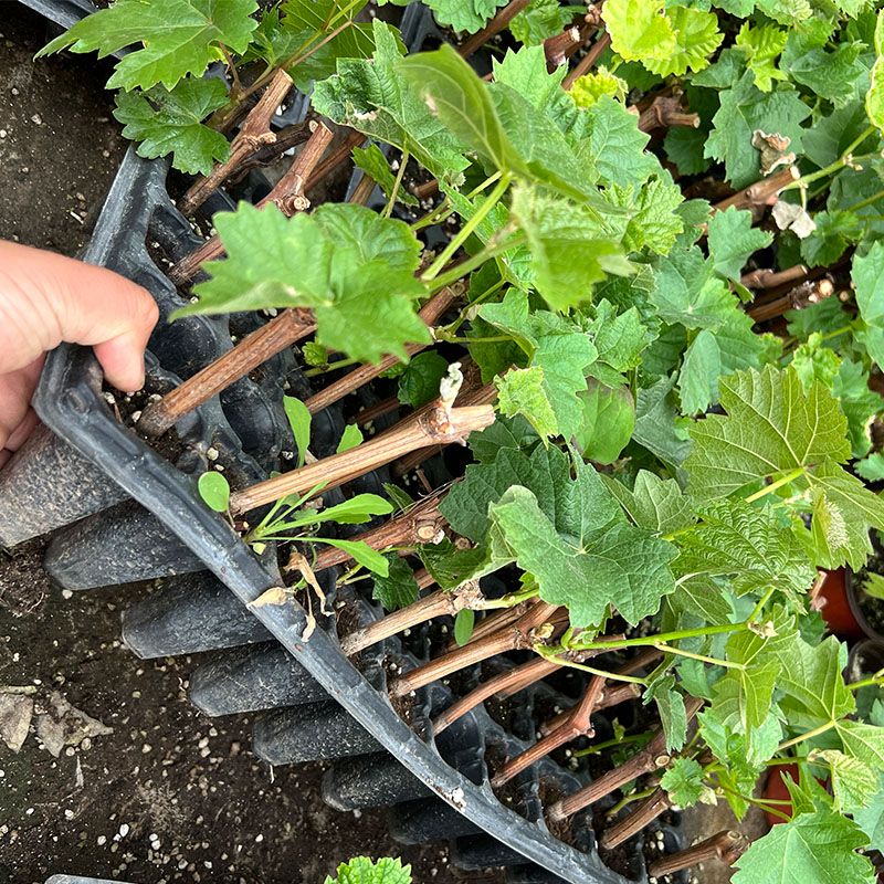 阳光玫瑰葡萄树苖带土带叶庭院爬藤高产结果葡萄树苗 阳光玫瑰 紫甜无