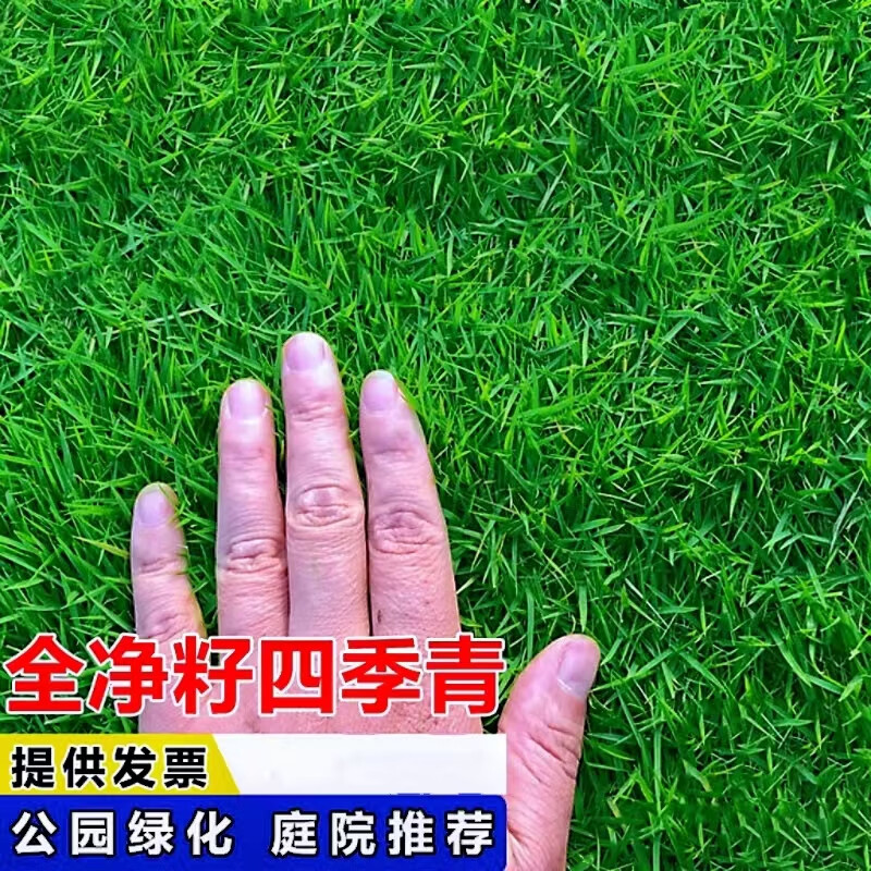 好客花乡进口矮生四季青草籽高档全净籽免修剪草皮种子抗旱耐寒公园