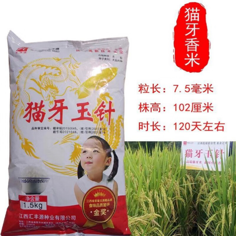 牙玉针香米稻谷种子常规矮杆长粒香稻水稻种子1kg/包 猫牙玉针3斤/包