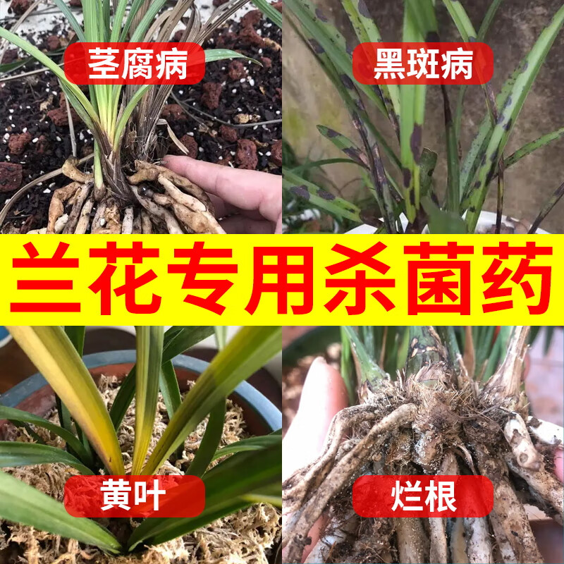 恶霉灵剂兰草土壤消毒多肉烂根黑腐病黑斑病兰花根腐病专用药农药 30g