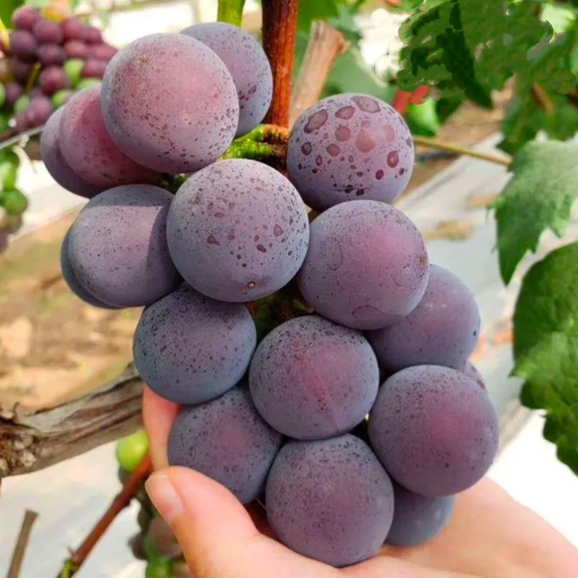 �������ժ��������ƹ��������ѡ���Ѿ޷�����ʱ��ˮ�������и���ͯ 5��ƹ�������� ��ѡװ 236Ԫ