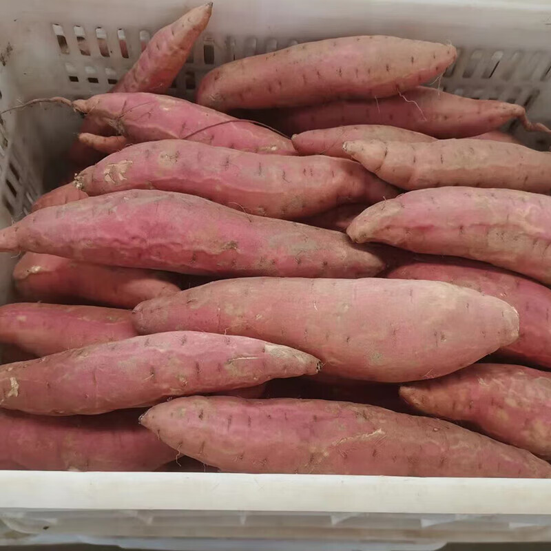 虎钢馋图石果记正宗山东烟薯25号烟台农科院红薯蜜薯糖心地瓜批发沙地