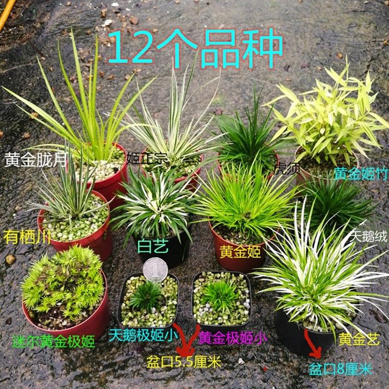 素蜜金钱微型菖蒲水培贵船苔黄金极姬龙根老桩虎须盆景室内绿植 大漏