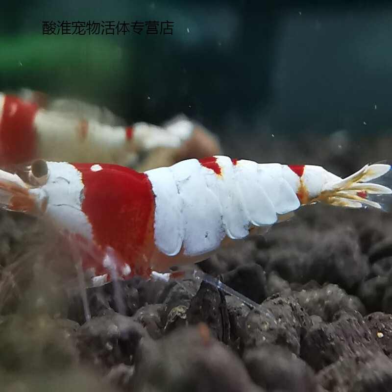黑银河红银河雪花水晶虾观赏虾淡水虾蓝金刚纯血红白黑花虎 纯血红白