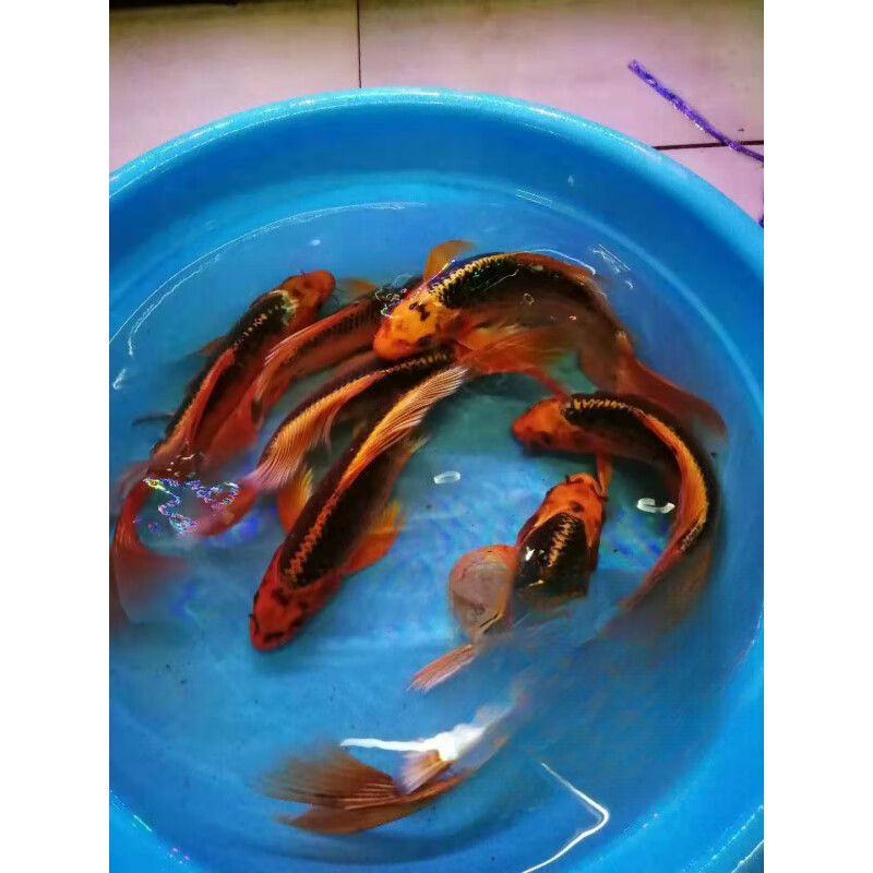 荣郁 纯种火凤凰红松叶锦鲤活体鱼冷水观赏鱼 24-26厘米一条