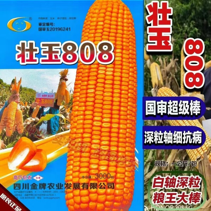 禾之润同玉808壮玉808杂交玉米种子丰产饲料种籽云南正大808大棒子 壮