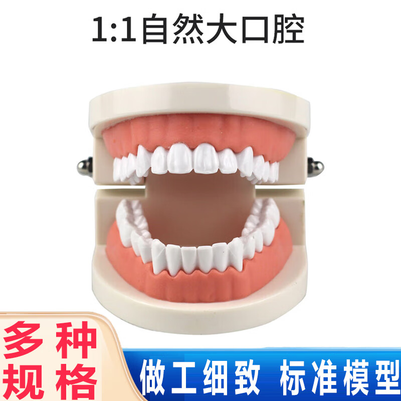 备牙模型牙科口腔材料/齿科器械耗材口腔模型牙科教学模型假牙树脂模型 牙科牙齿模型 1：1自然大口腔模型