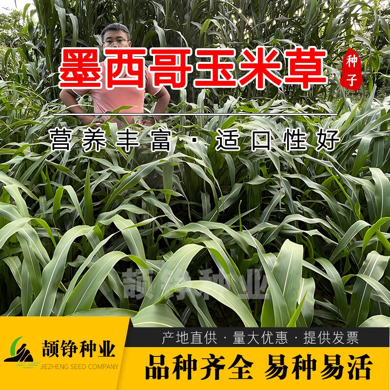 颉铮进口墨西哥玉米草种子籽牧草鱼草四季养殖再生多年生优12牛羊兔子 墨西哥玉米草5斤