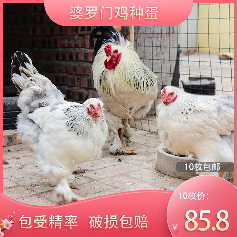 婆罗门鸡种蛋受精可孵化10枚观赏鸡受精蛋包路损高受精率 10枚