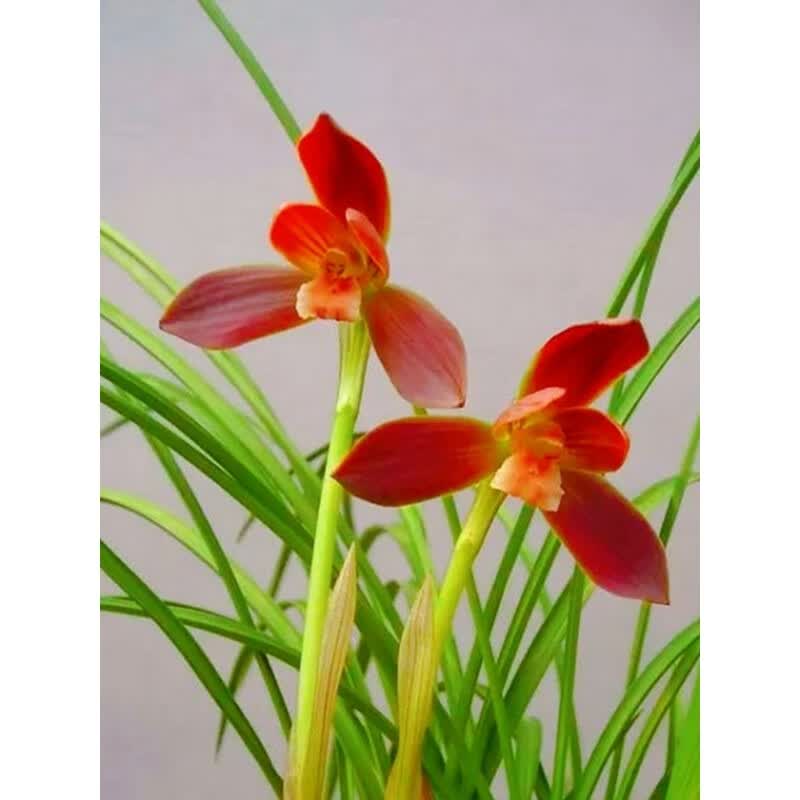 clcey名贵兰花豆瓣兰红河红转色红大花美艳阳台客厅书房盆栽卉新年