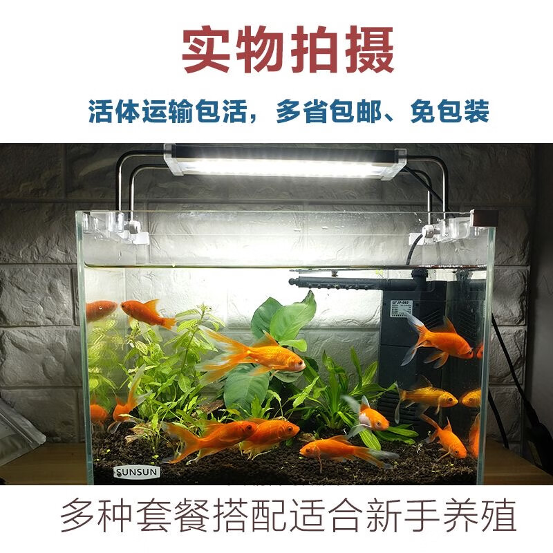 冷水淡水活体观赏鱼锦鲤鱼活鱼金鱼小型鱼好养耐活红鲫鱼花草金鱼 肉身5-7厘米16条送4条备损