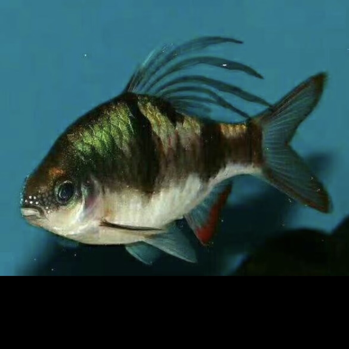 钻石彩虹鲫进口鲤科冷水耐寒耐养热带鱼原生鱼小型活体群游观赏鱼 3-4