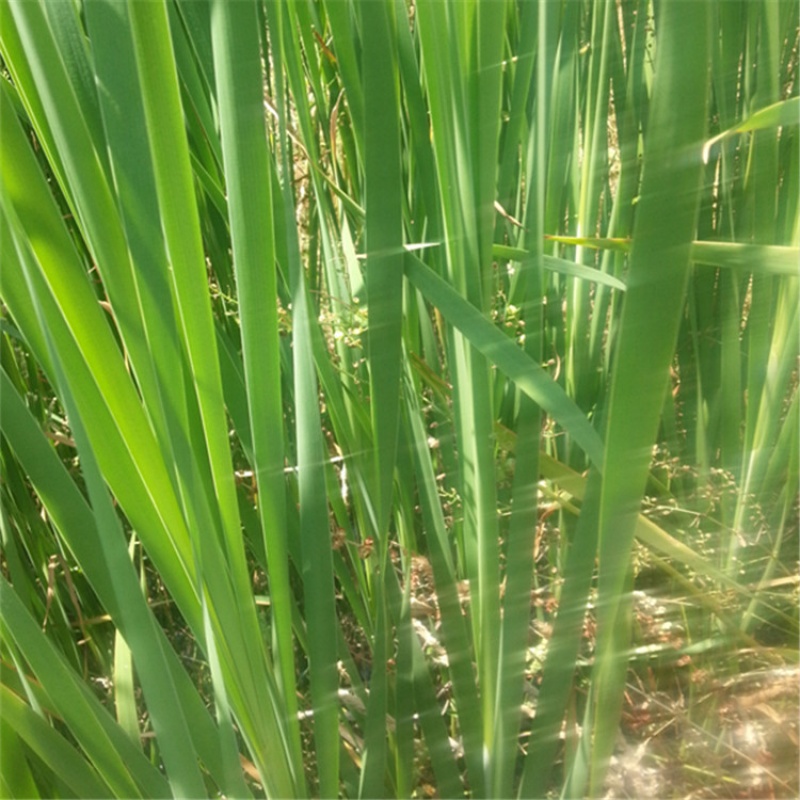 双季土茭白苗早熟茭瓜苗双季高笋盆栽新高瓜苗老蹲苗水培绿植现挖 茭