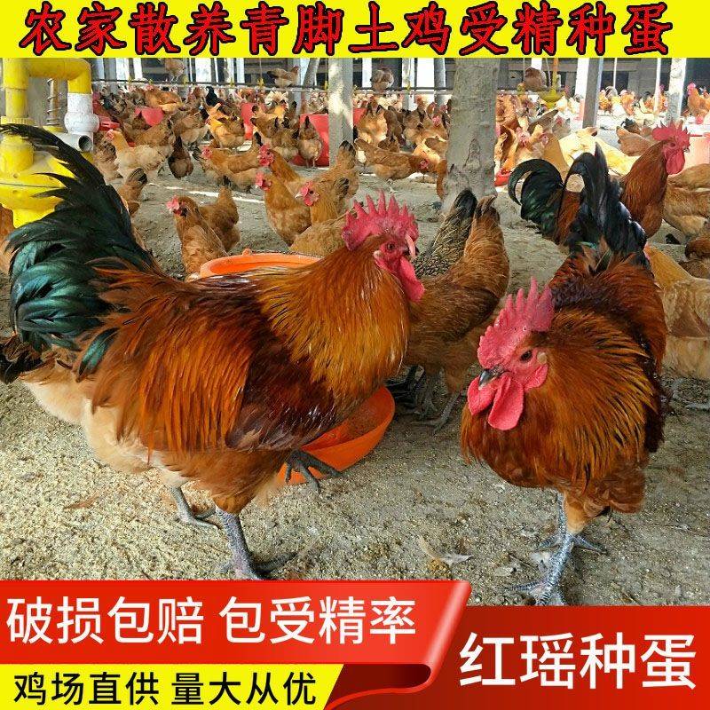 红瑶鸡种蛋九斤红受精蛋可孵化青脚纯种土鸡蛋10枚新鲜现捡 1枚