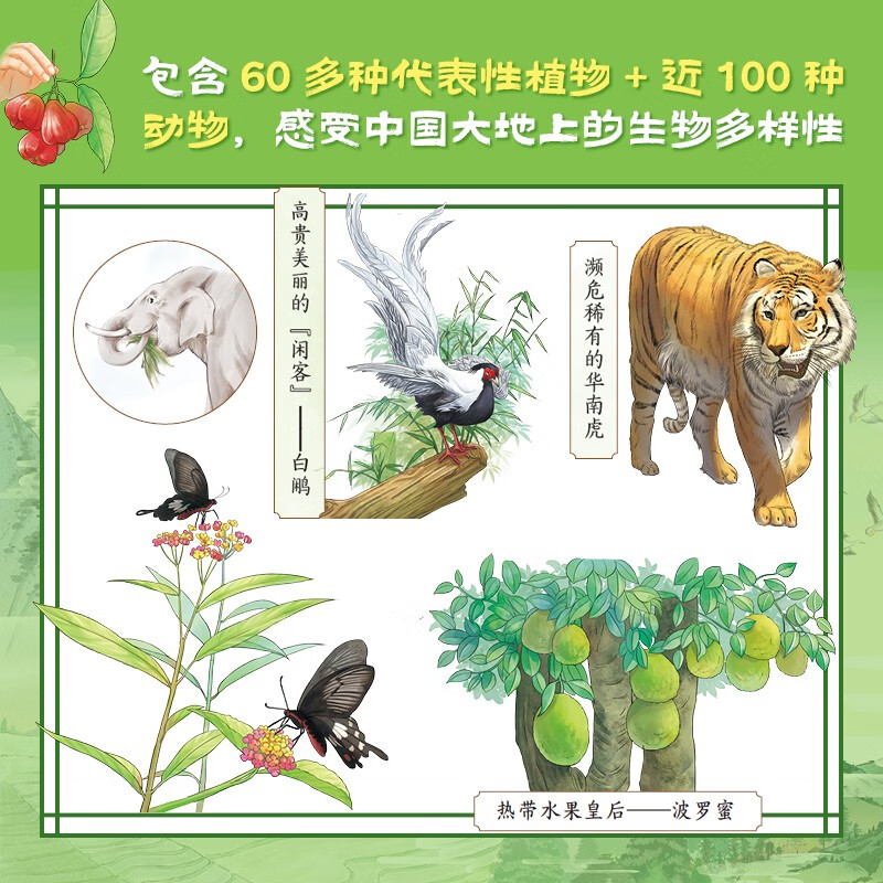 茶，一片树叶里的中国（全4册）传统文化幼小衔接寒假书单暑假书单启蒙科普自主阅读科普绘本亲子阅读 3-5岁小猛犸童书详情图