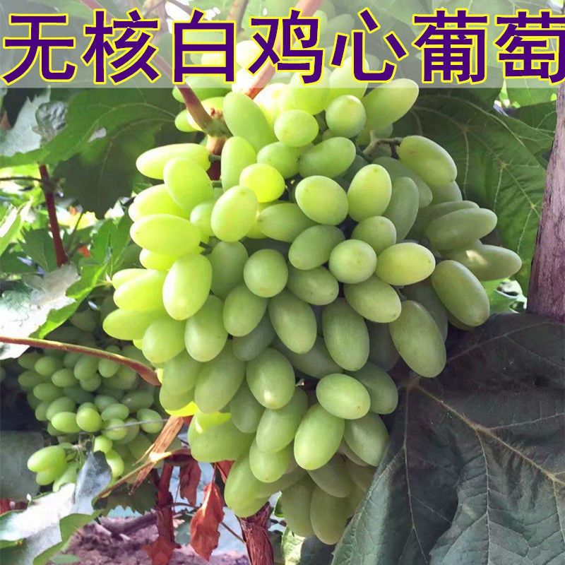 新疆吐鲁番青提子树苗无籽白葡萄白鸡心葡萄果树无核白鸡心葡萄苗 四