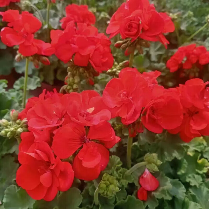 天竺葵盆栽花苗大花四季开花不断洋绣球苗室内阳台好养 17天竺葵肯尼