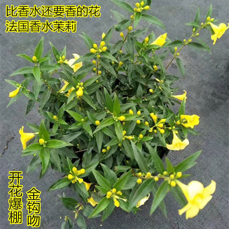 法国香水藤茉莉耐寒花卉冬天开花植物藤本植物爬藤阳台庭院盆栽 法国