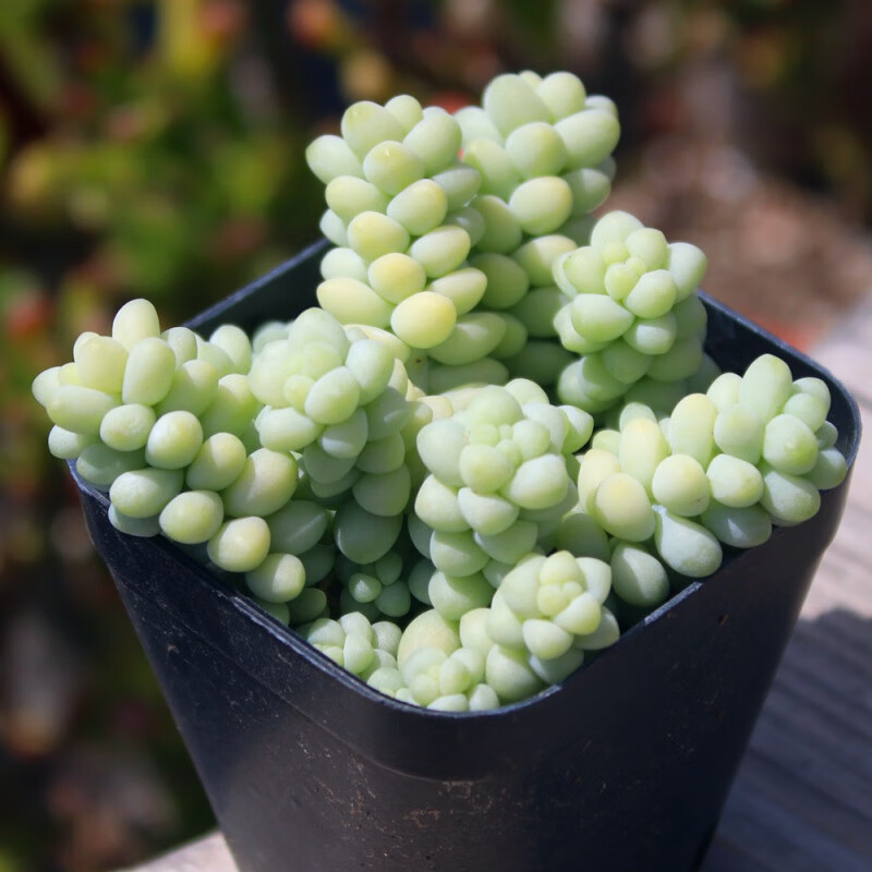 新玉缀 玉坠 多肉植物 肉肉 龙骨彩虹玉坠 多肉植物多头群生 新玉缀