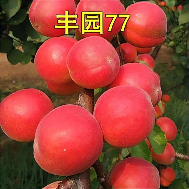 丰园77杏树苗嫁接杏子苗丰园红杏树苗当年结果南方北方种植果树 4年苗