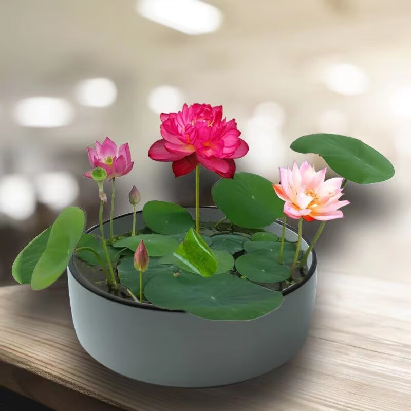 瑞蔬源荷花莲藕种苗睡莲根快水培水养水生池塘盆缸荷叶种荷花种藕根2