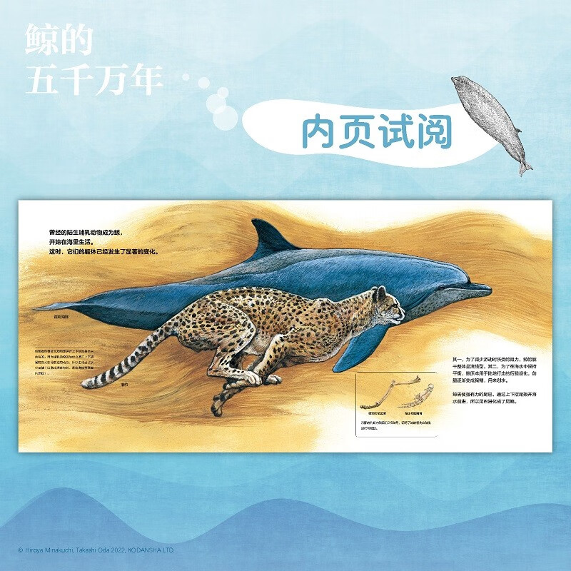 鲸的五千万年（一本跨越五千万年的绘本，走进鲸的世界，探索深海的奥秘，体验奇迹般的进化之旅）小天角轻科普系列详情图